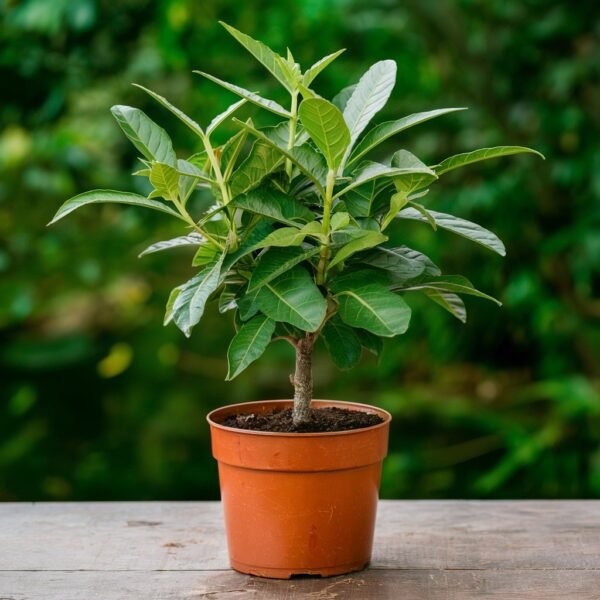 Gifting Plants